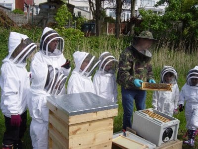 Layton Bee Project