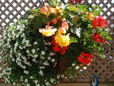 Blackpool in Bloom