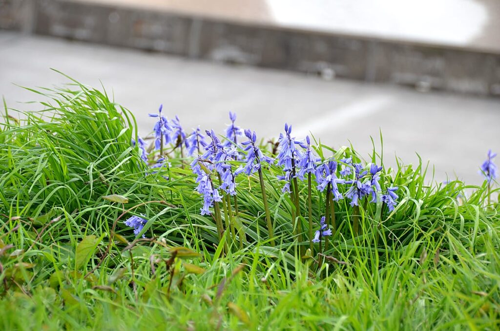 Bluebells growing wild on the seafront at Bispham