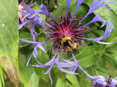 Bee on a cornflower