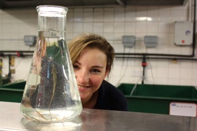 Pipefish found on Blackpool Beach