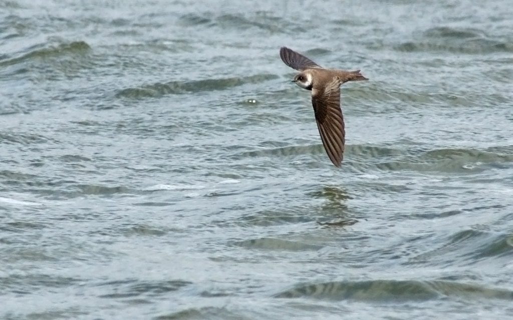 Sand Martin in flight. Photo by Fylde Coast Wildlife