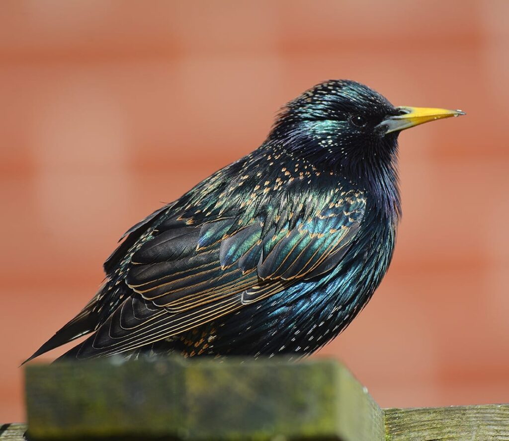 Starlings on Blackpool Piers