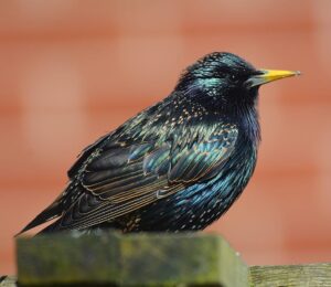 Starlings on Blackpool Piers • an amazing sight - with Live Blackpool