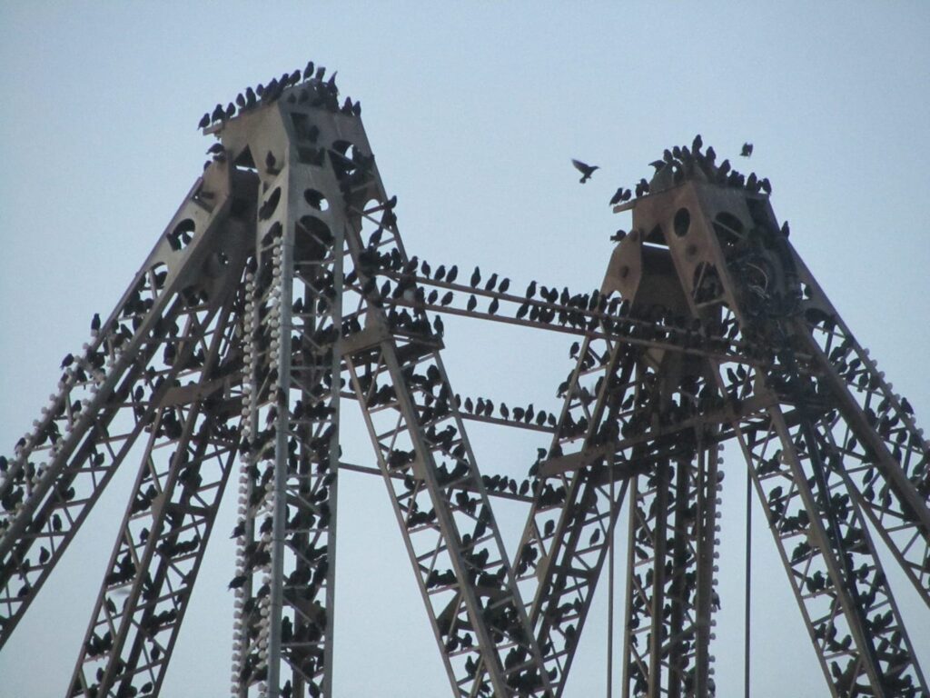 Starlings on Blackpool Piers