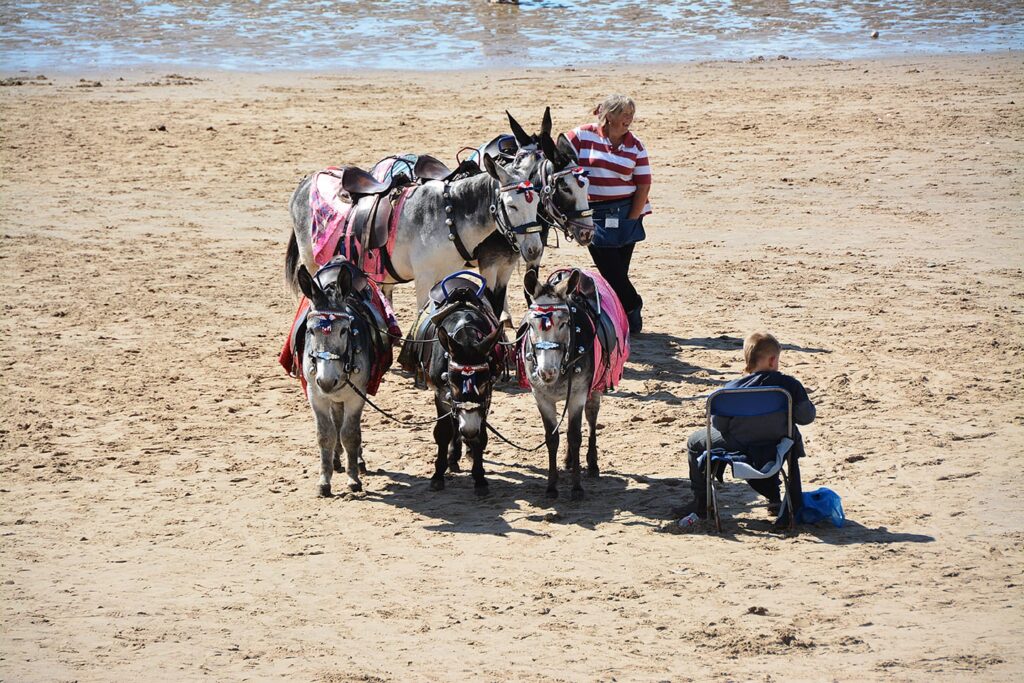 Enjoy donkey rides