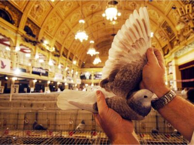 Blackpool Pigeon Show, held at the Winter Gardens each January