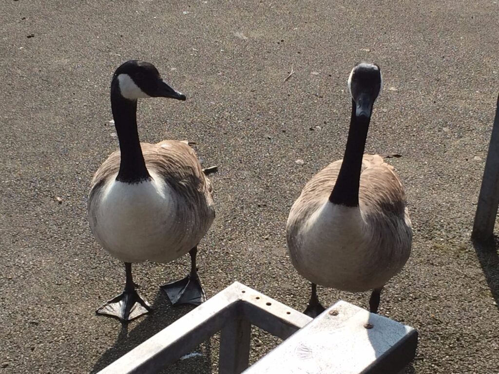 Canada geese at the Boating Lake at Blackpool Stanley Park