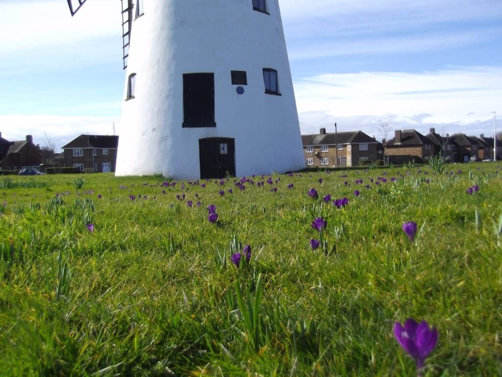 Crocus at Little Marton Windmill