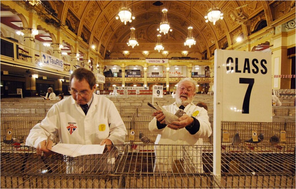 Blackpool Pigeon Show, held at the Winter Gardens each January