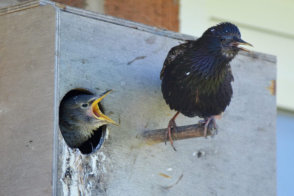 Starlings on Blackpool Piers