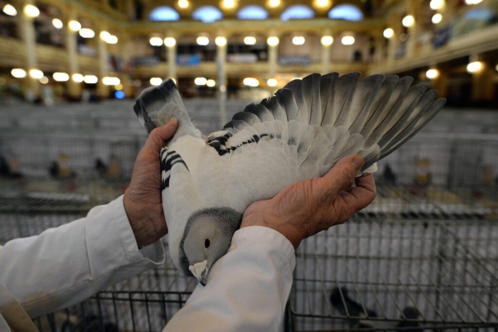 Blackpool Pigeon Show, held at the Winter Gardens each January