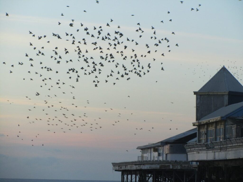 Starlings on Blackpool Piers