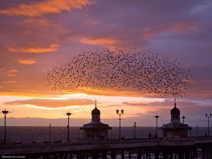 Starlings on Blackpool Piers. Photo: Dawn Mander