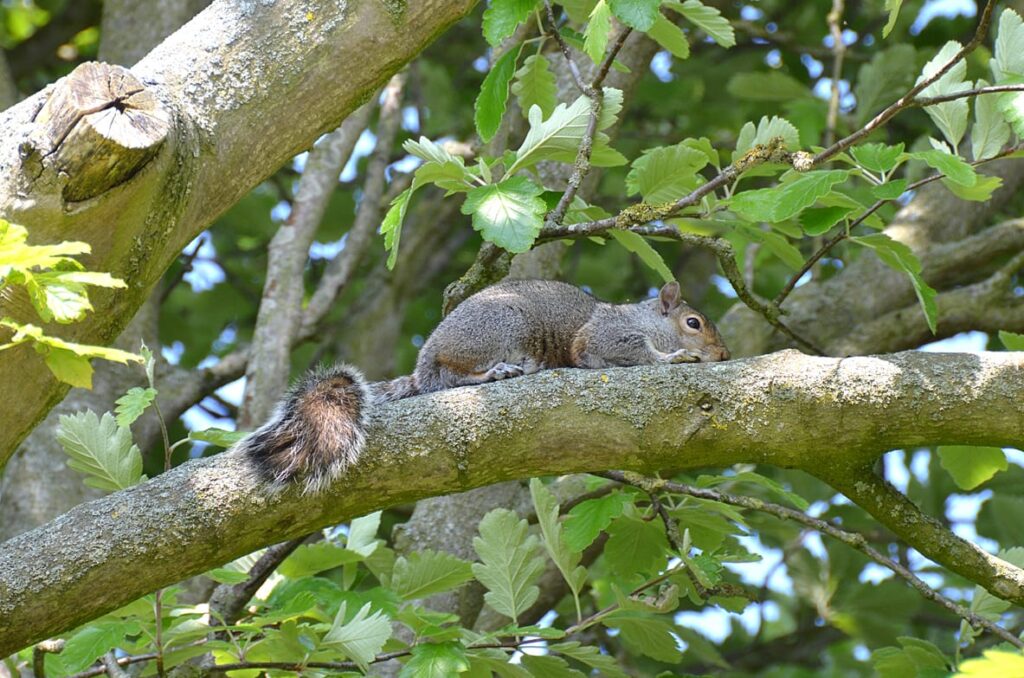 See squirrels on the Stanley Park Nature Trail