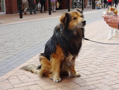Dog Control Orders lead to a Dog Friendly Destination