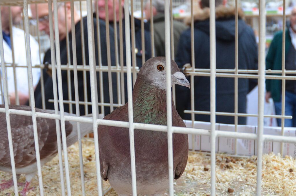 Blackpool Pigeon Show 2019 at the Winter Gardens