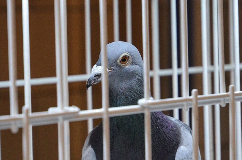 Exhibit at the Blackpool Pigeon Show 2019 at the Winter Gardens