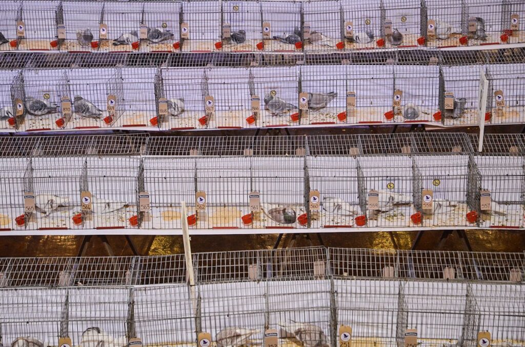 Blackpool Pigeon Show 2019 at the Winter Gardens