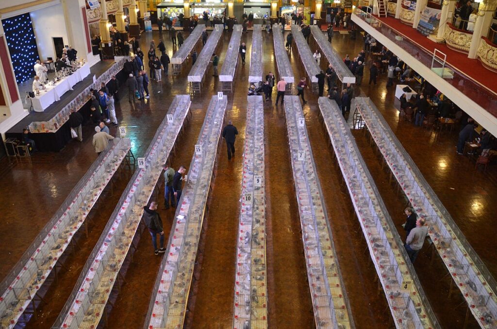 Blackpool Pigeon Show 2019 at the Winter Gardens