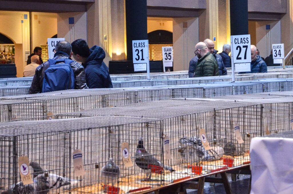 Blackpool Pigeon Show 2019 at the Winter Gardens