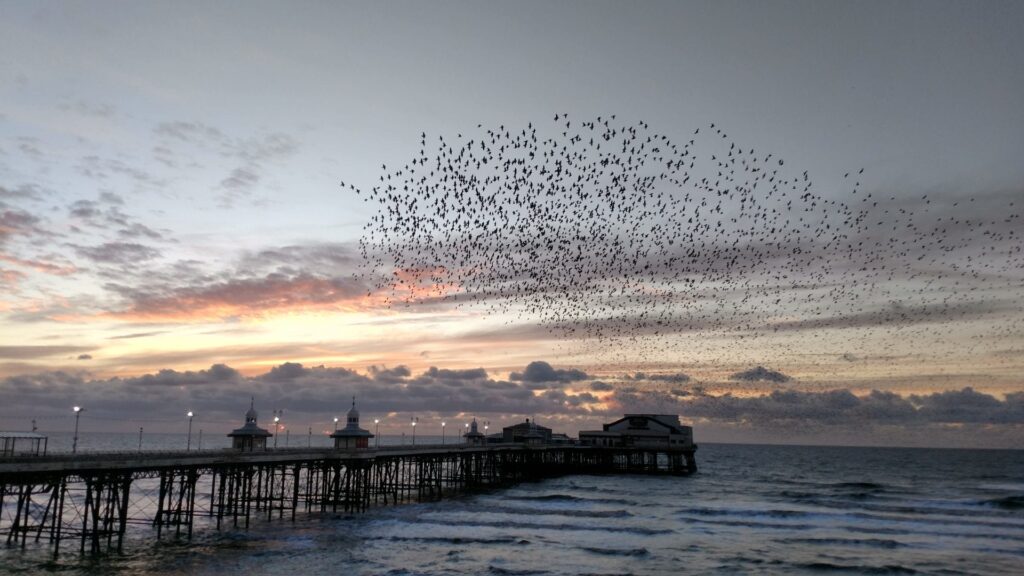 Starlings and North Pier at sunset by Neil Curtis from Wolverhampton