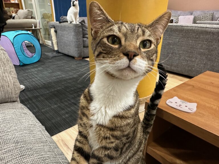 Meet the cats at Cafe Meow